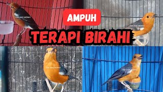 Download lagu TERAPI BIRAHI || ANIS MERAH BETINA / JANTAN PASTI KENCENG GACOR AMPUH mp3