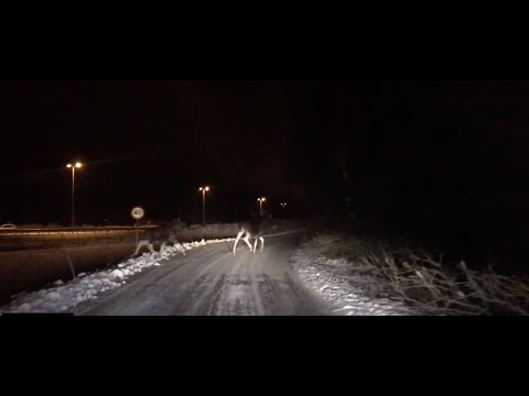 Moose/elk crossing the road with its baby in winter in Norway