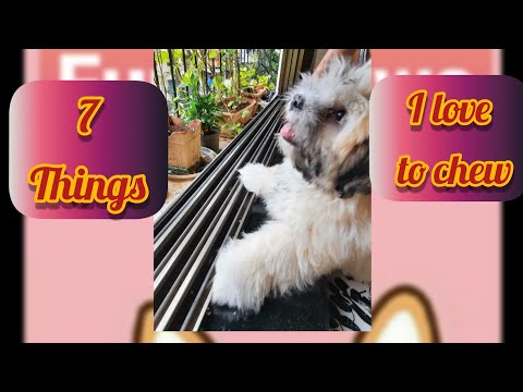 🦷7 Things That Scooby Loves To Chew All The Time🦷