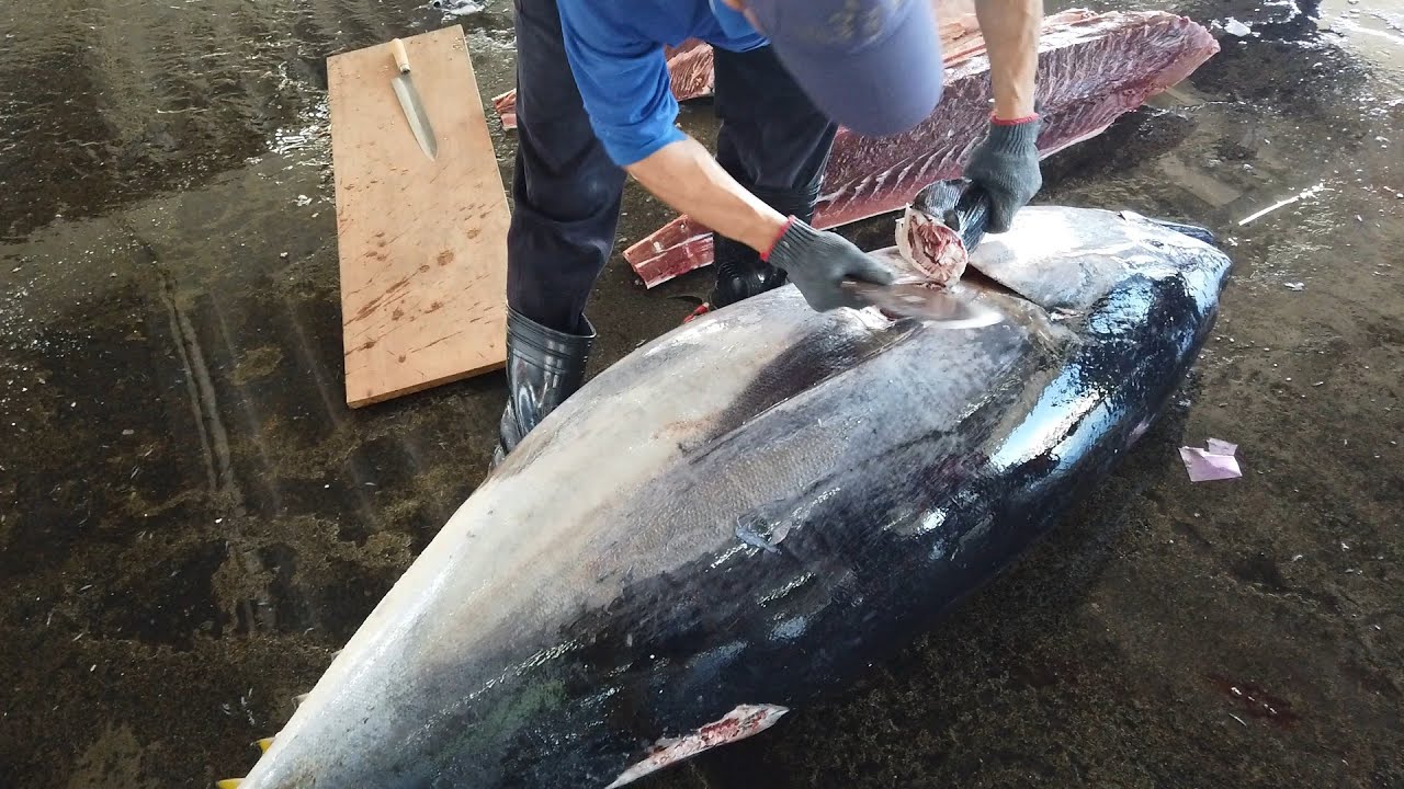 Superb Bluefin Tuna Cutting Skills