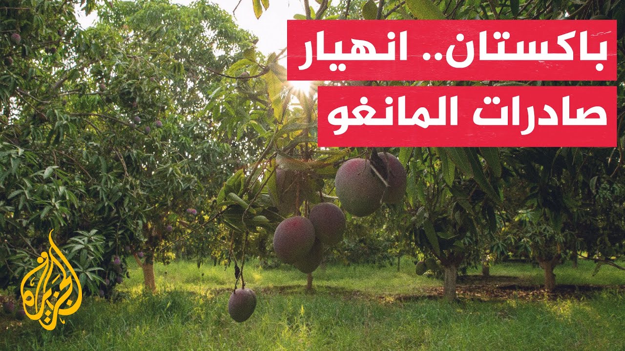 توقعات بتراجع صادرات المانغو الباكستانية بنسبة 30% نتيجة إغلاق مضيق هرمز