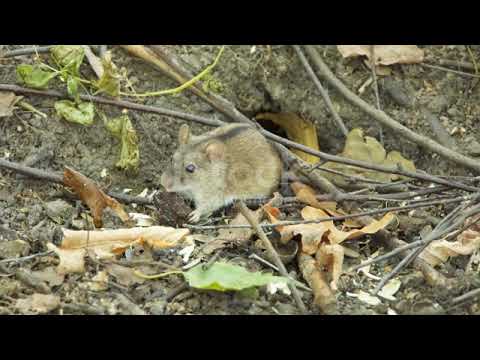 Fluffy Still Mouse :)