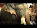 Elephant Parade Hong Kong and Nadya ...