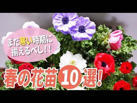 園芸 冬の花10選