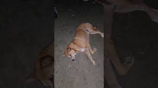 Download lagu এই পশুটির কান্ড প্রতিটি মানুষকে শিক্ষা দিছে! মানুষ হয়ে যেটা আমরা পারি না mp3 Download lagu এই পশুটির কান্ড প্রতিটি মানুষকে শিক্ষা দিছে! মানুষ হয়ে যেটা আমরা পারি না mp3