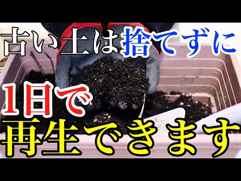 ラズベリーの錆びを処理するにはどうすればよいですか？すべての庭師へのアドバイスと予防  庭園