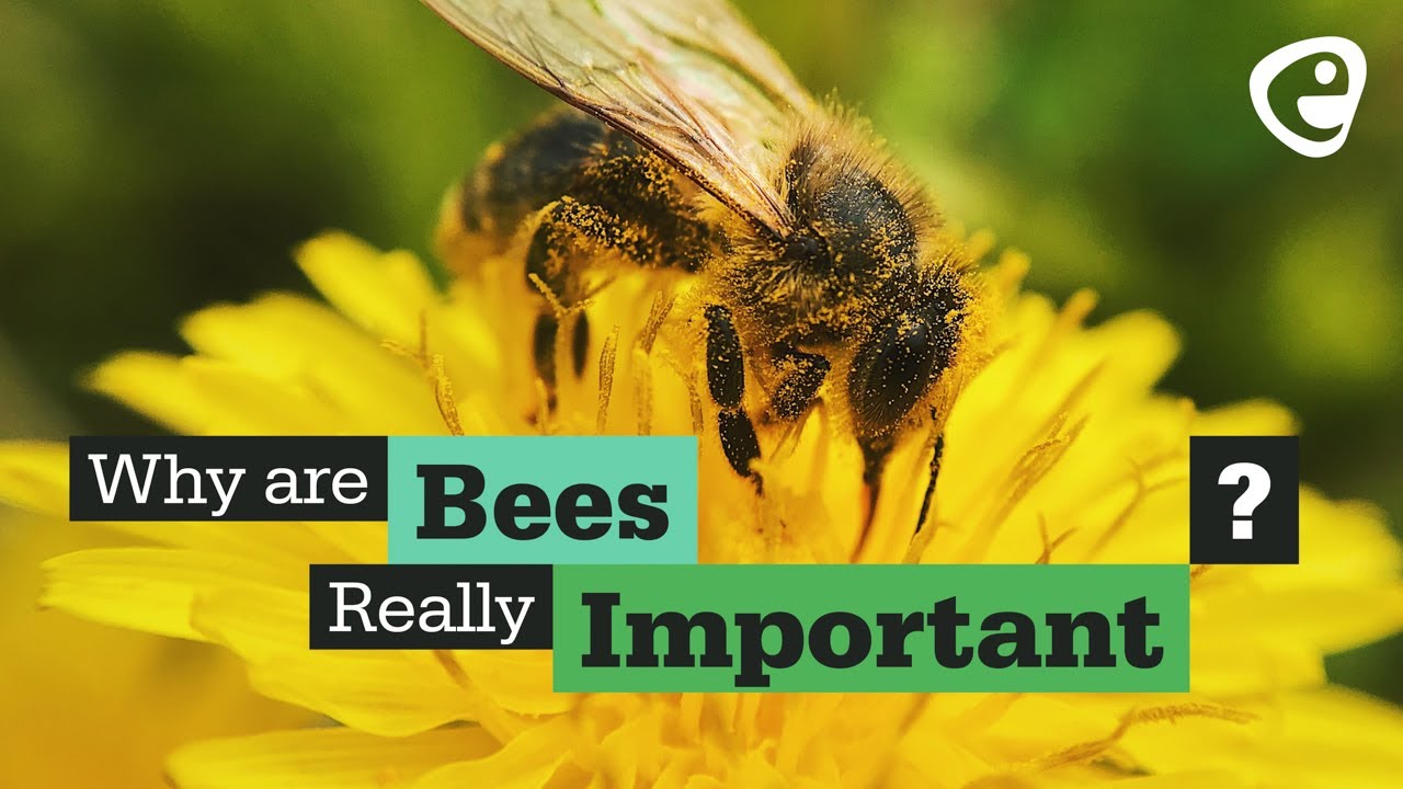 Why are bees important?