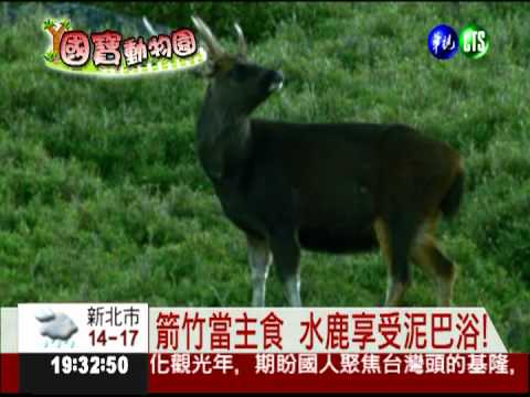 國寶台灣水鹿 為求偶鹿角互鬥!