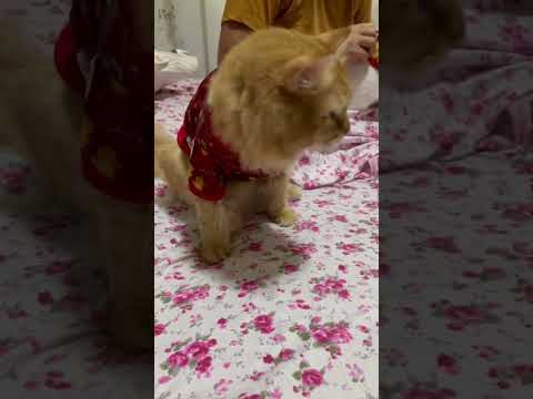 Chito & Winter eating their treats!