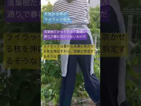 園芸 ライラック、成長のヒント