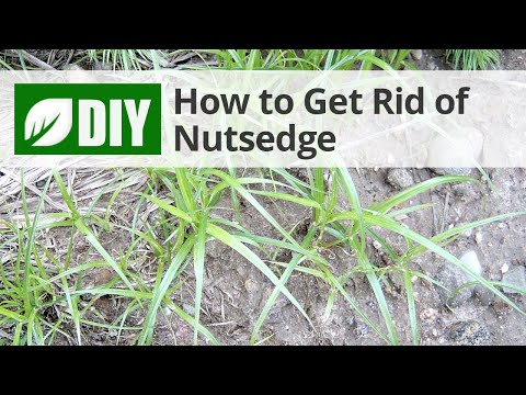  How to Get Rid of Nutsedge Video 