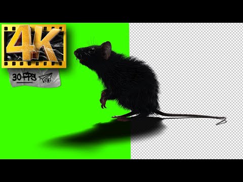 Green Screen Rat (part 1) | Mouse Running - Footage 4K