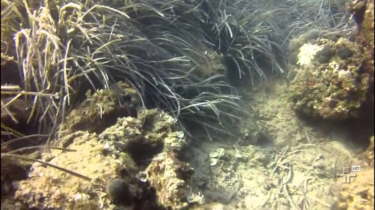 Matéria de Capa - Atlântida, o continente perdido