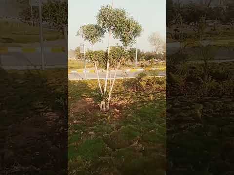 Green & Clean Pakistan .Karwan Point