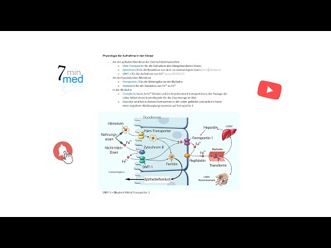 Physiologie - Eisen - Aufnahme und Homöostase im menschlichen Körper