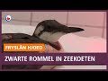 REPO: Zwarte rommel gevonden in darmen van dode zeekoeten