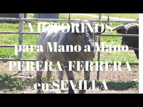 😅LOS TOROS DE LIDIA VICTORINOS que llevamos a LA REAL MAESTRANZA  DE SEVILLA para PERERA y FERRERA