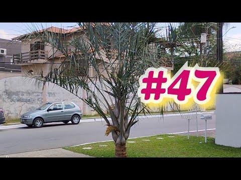 5⁰ Cacho Florada ) Coqueiro Licuri| Atualização Ձ૦Ձ6