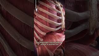 Your rib cage is flexible