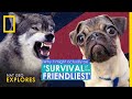 Why It Actually Might Be 'Survival of the Friendliest' | Nat Geo Explores