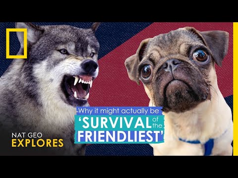 Why It Actually Might Be 'Survival of the Friendliest' | Nat Geo Explores