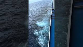 Dolphins Coral Princess Feb 2024