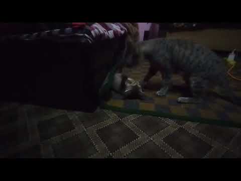 Mother Cat vs Daughter Cat | Epic Fight | mother being irritated by daughter #cats