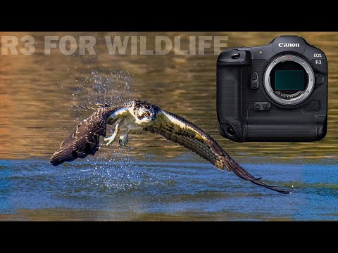 WILDLIFE PHOTOGRAPHY Q & A:  CANON R3 Announcement Thoughts, Will I Upgrade, and Should You?