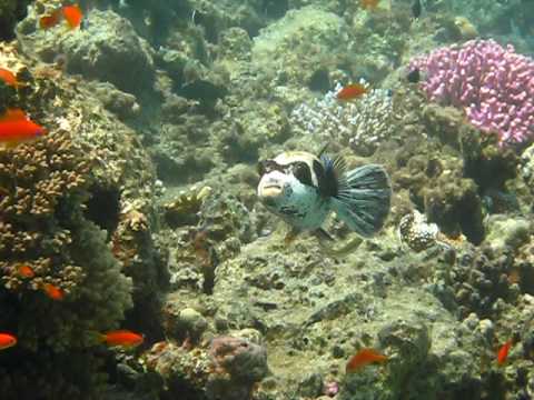 Maskenkugelfisch, Hausriff Happy Life Village,Ägypten