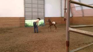 11/24/2013 - Silence Speaks More Training Tips - Working with Foals