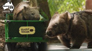 Walking Wombats: The Job You Never Knew You Needed