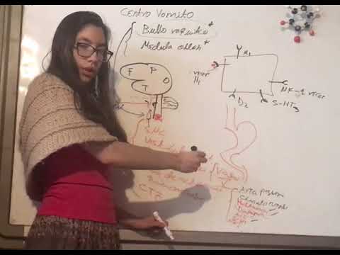 Vomiting Center Regulation. Afferents and Nausea Treatment. Anatomy, Physiology, Pharmacology of ...