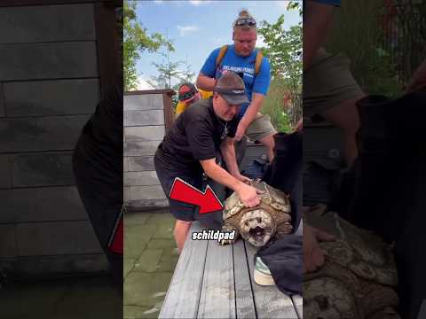 De 100-jarige schildpad bezoekt het meer voor de laatste keer ☺️