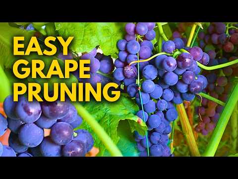 How to Prune Table Grapes for BEGINNERS