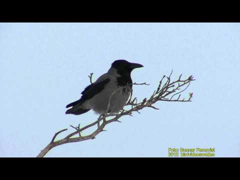KRÅKA  Hooded Crow  (Corvus cornix)   Klipp - 535  S - 9