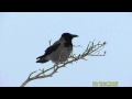 KRÅKA  Hooded Crow  (Corvus cornix)   Klipp - 535  S - 9