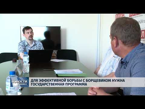 Новости Псков 24.05.2018 # Для эффективной борьбы с борщевиком нужна государственная программа 