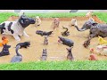 Meet The 15 Amazing Farm Animals And 5 Incredible Wild Animals In The Sandbox
