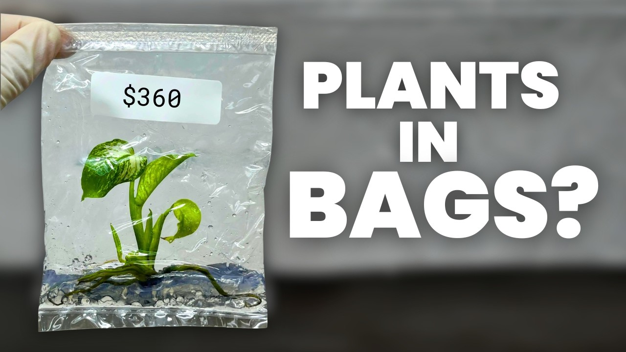 The Internet's Newest Plant Obsession