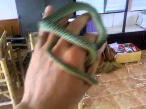 Green snake - cute venomous snake