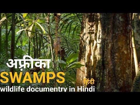 The Eternal Swamps - Hindi Documentary! Africa Wildlife Documentary in Hindi
