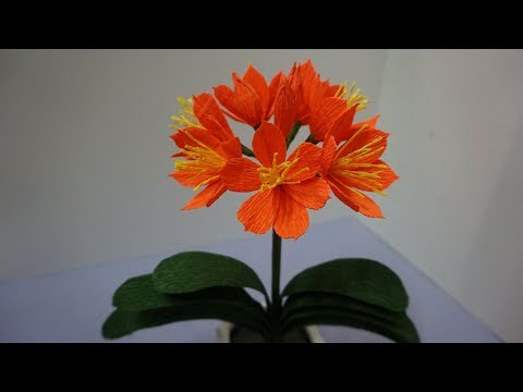 How To Make Paper Flowers - Plants & Flowers » Kaffir Lily Plant, Orange Clivia Miniata