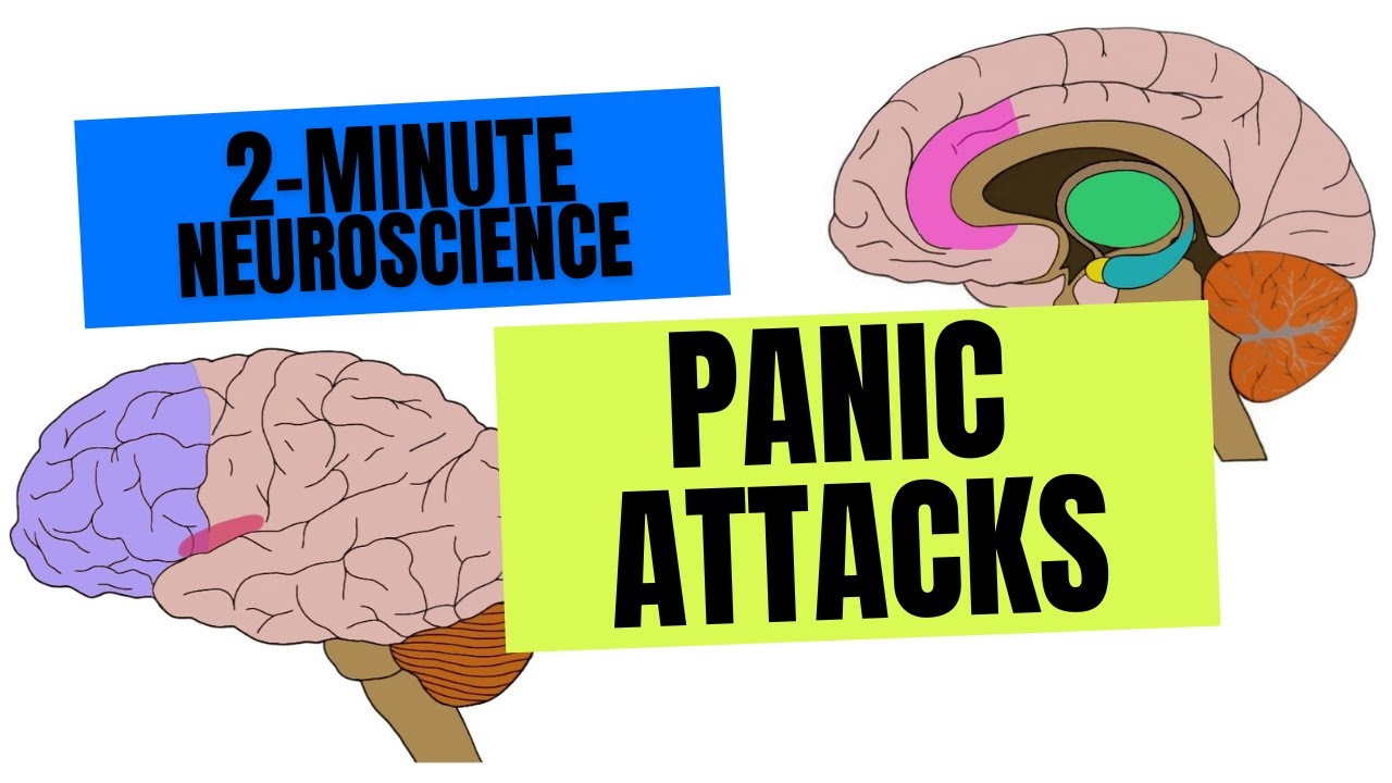 2-Minute Neuroscience: Panic Attacks