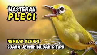 Download lagu Masteran Pleci Wit wit wit Sambung Kenari Cap cap cap mp3