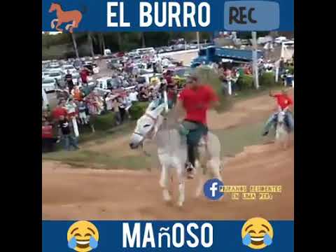 El burro mañoso