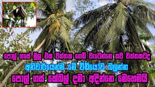 Download lagu ඇද පොල් ගස් කෙලින් කරන්නේ මෙහෙමයි | Pol gas adeema | pol gas adina vidiya | Drawing coconut trees mp3 Download lagu ඇද පොල් ගස් කෙලින් කරන්නේ මෙහෙමයි | Pol gas adeema | pol gas adina vidiya | Drawing coconut trees mp3