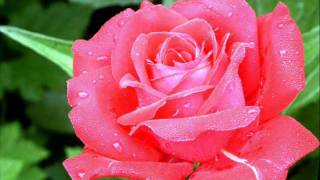 i dont want to lose your love. ( Zyrence )