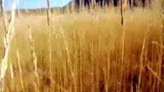 Times Of Grace-Willing