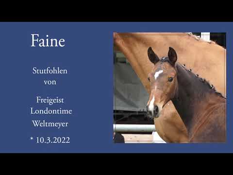 Faine - Stitfohlen von Freigeist x Londontime
