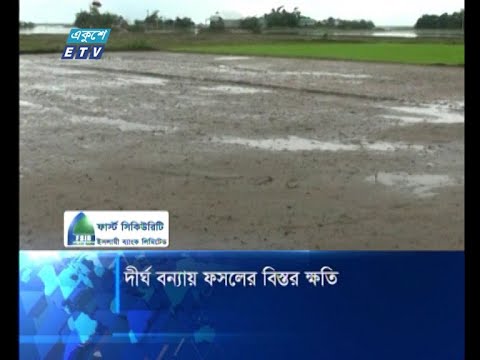 দীর্ঘ বন্যায় ফসলের বিস্তর ক্ষতি